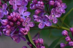 Lilac image